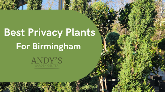 Best Privacy Plants for Birmingham, Alabama