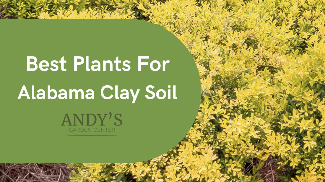 Best Plants for Alabama Clay Soil