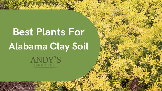 Best Plants for Alabama Clay Soil
