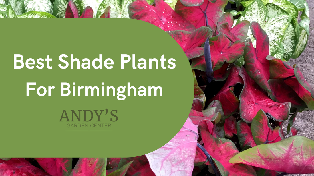 Best Shade Plants for Birmingham, Alabama