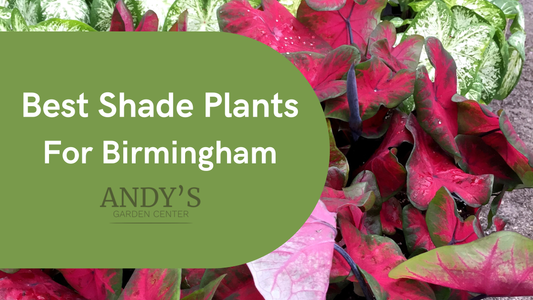 Best Shade Plants for Birmingham, Alabama
