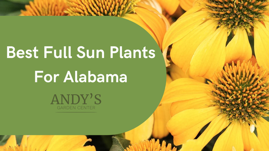 Best Full Sun Plants for Alabama