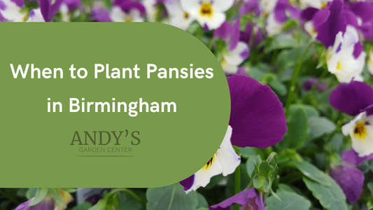When to Plant Pansies in Birmingham, Alabama