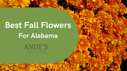 Best Fall Flowers for Alabama