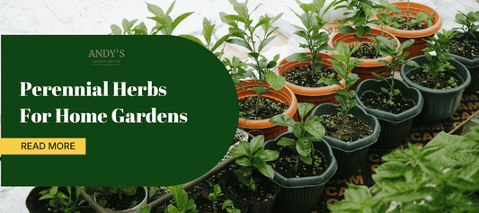 perennial herbs