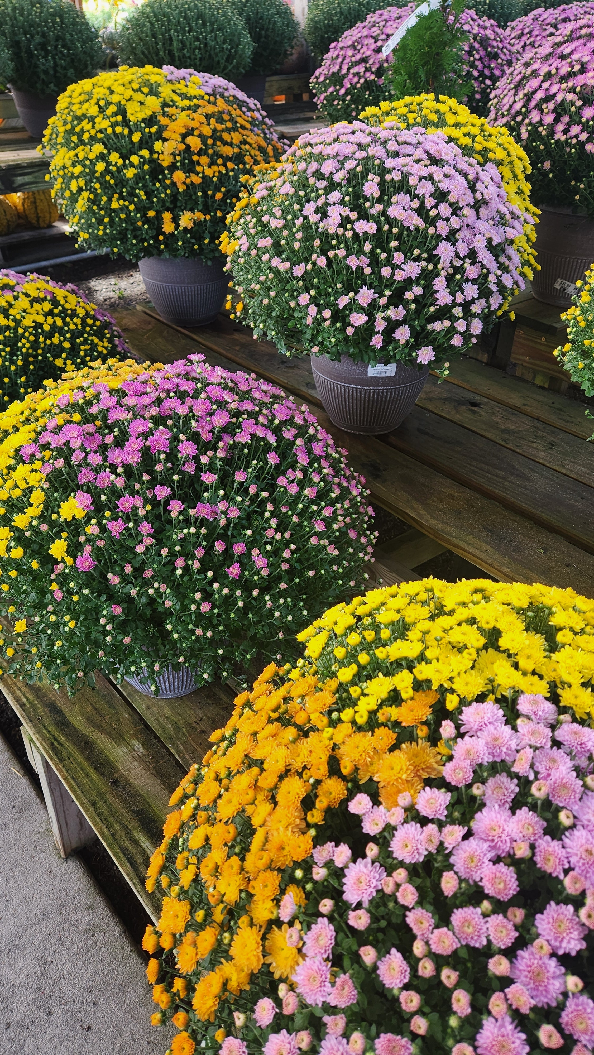 Hocus Pocus Tri-Color Mum – A Little Fall Magic ✨🍂