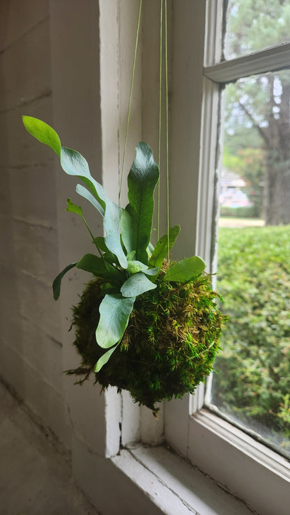 Kokedama Workshop: Create Your Own Living Moss Ball 🪴🌿