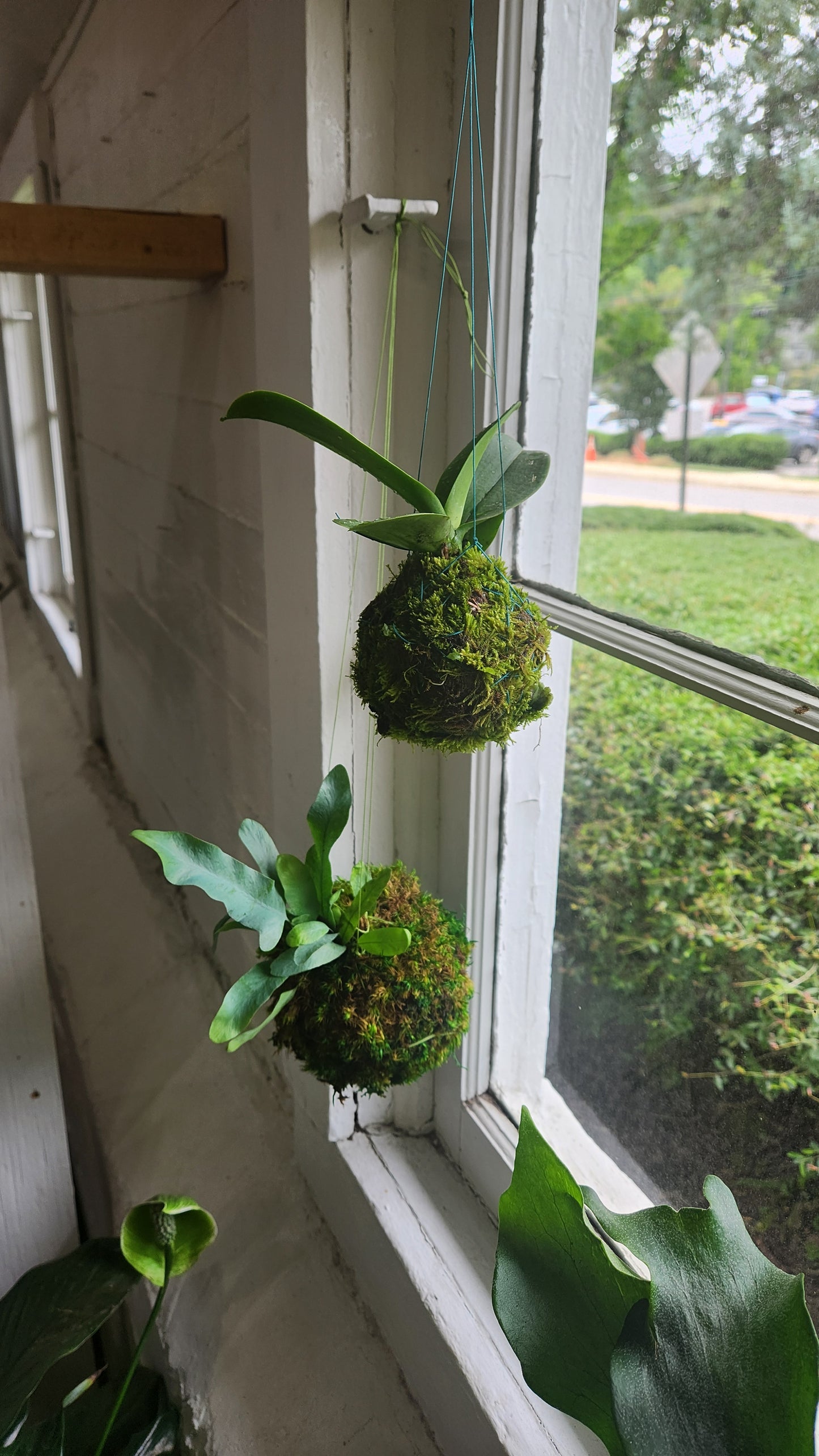 Kokedama Workshop: Create Your Own Living Moss Ball 🪴🌿
