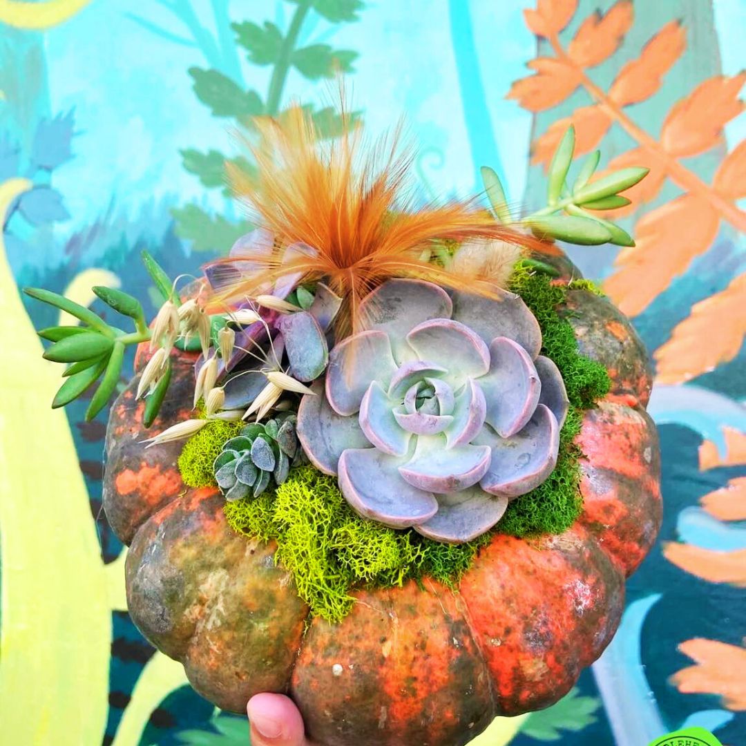 Succulent Pumpkin Creations Workshop🎃