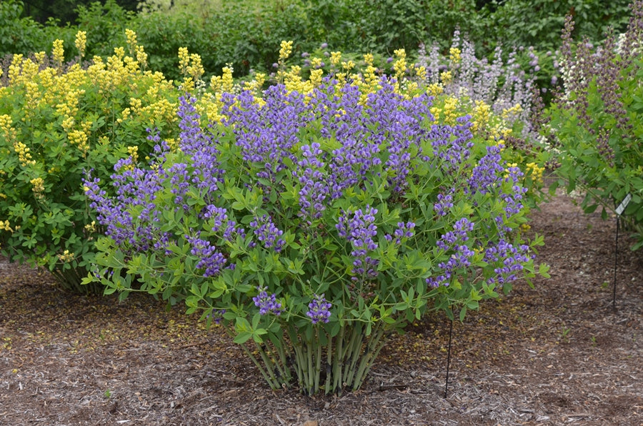 Baptisia ‘Blueberry Sundae’ 🫐💙🌿