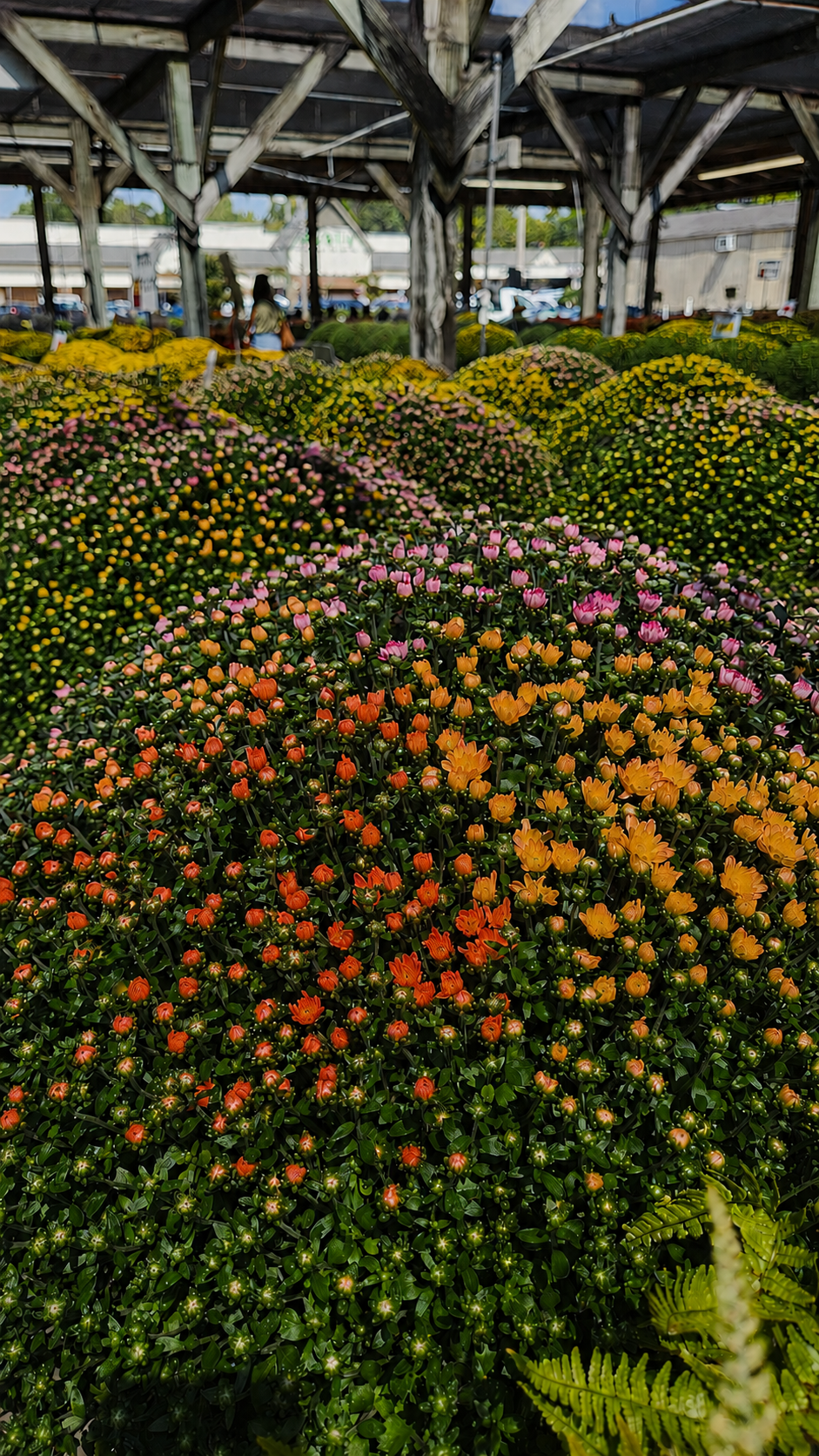 Sweater Weather Tri-Color Mum – Cozy Color for Fall 🍂🧶