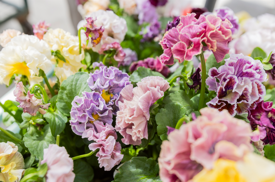 Elegance Pansy – Antoinette Collection