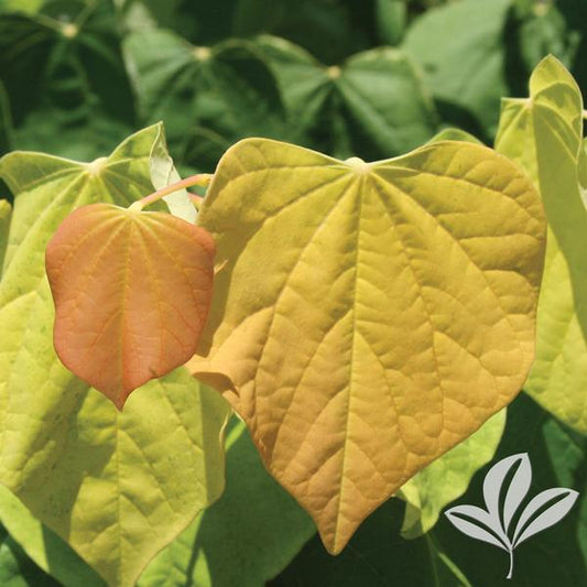 The Rising Sun™ Redbud 🌅🌳🍃