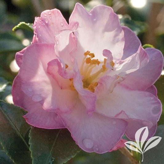 October Magic® Orchid Camellia 🌸🌿✨