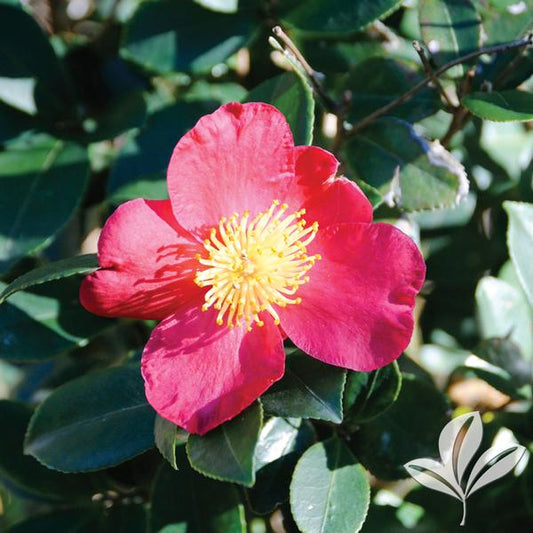 Hot Flash™ Camellia 🔥
