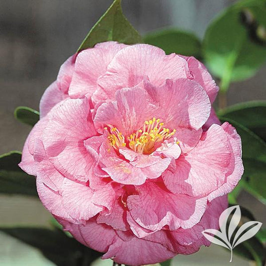Ack-Scent™ Camellia 🌸🌿✨