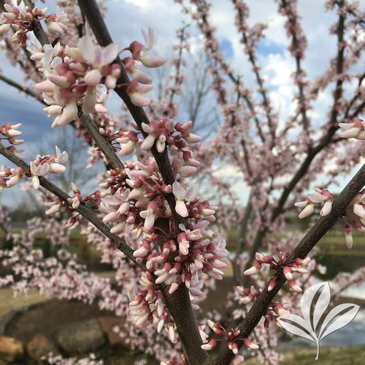Cotton Candy™ Redbud 🌸🌳💗