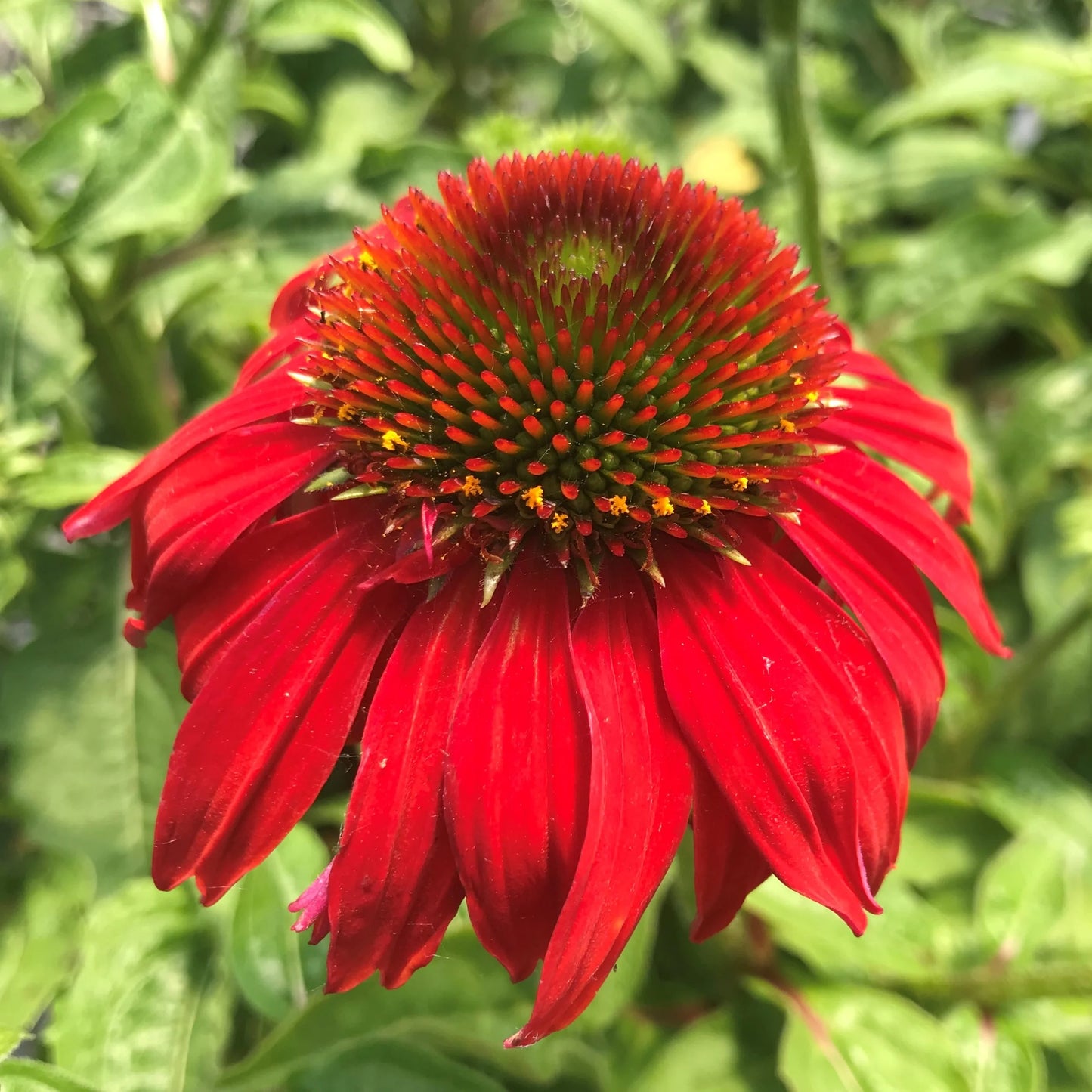 Echinacea Sombrero® ‘Salsa Red’ 🌶️🔥✨