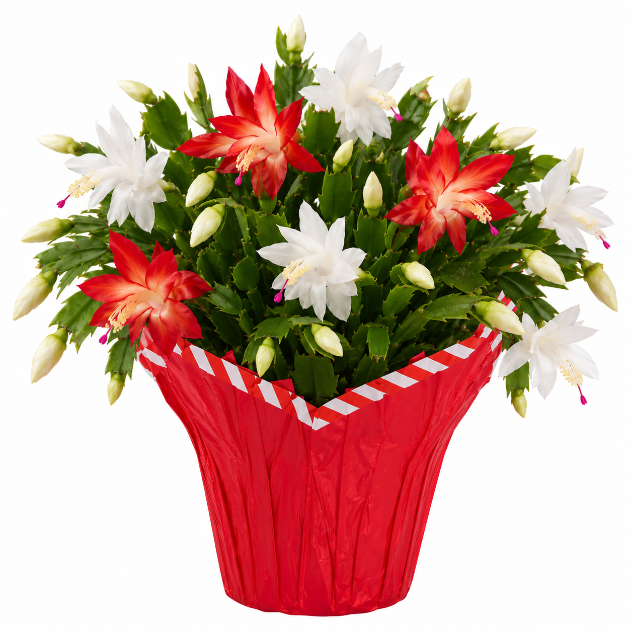 Candy Cane Christmas Cactus