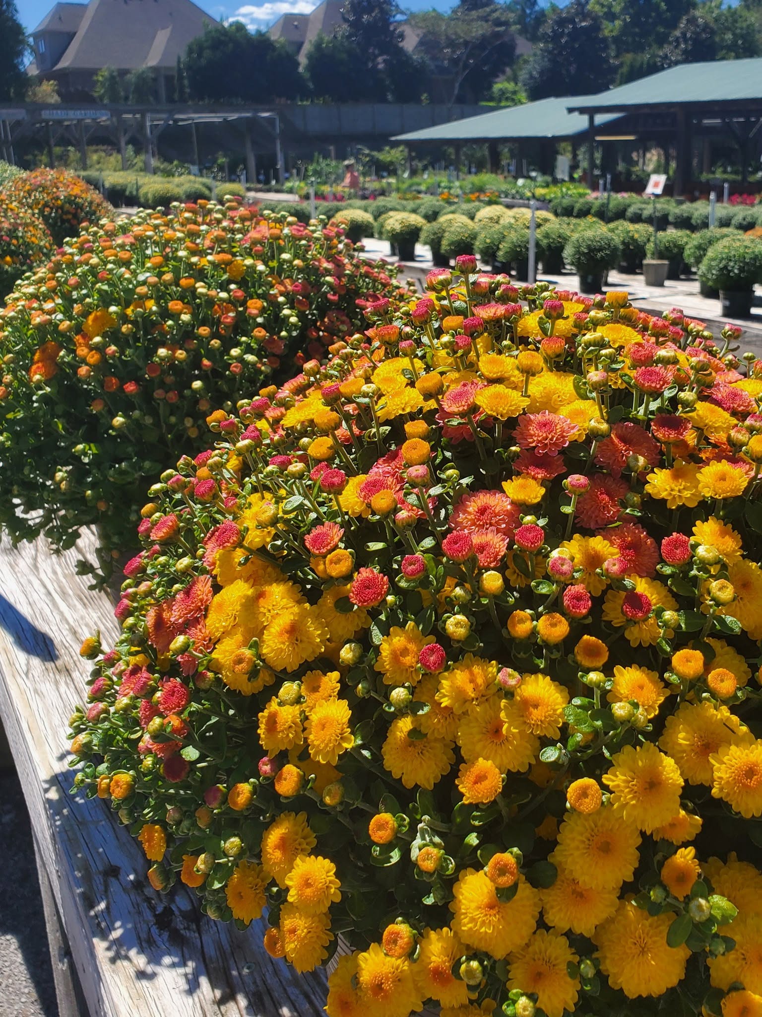 Hello Pumpkin Tri-Color Mum – Hello, Gorgeous! 🎃🧡