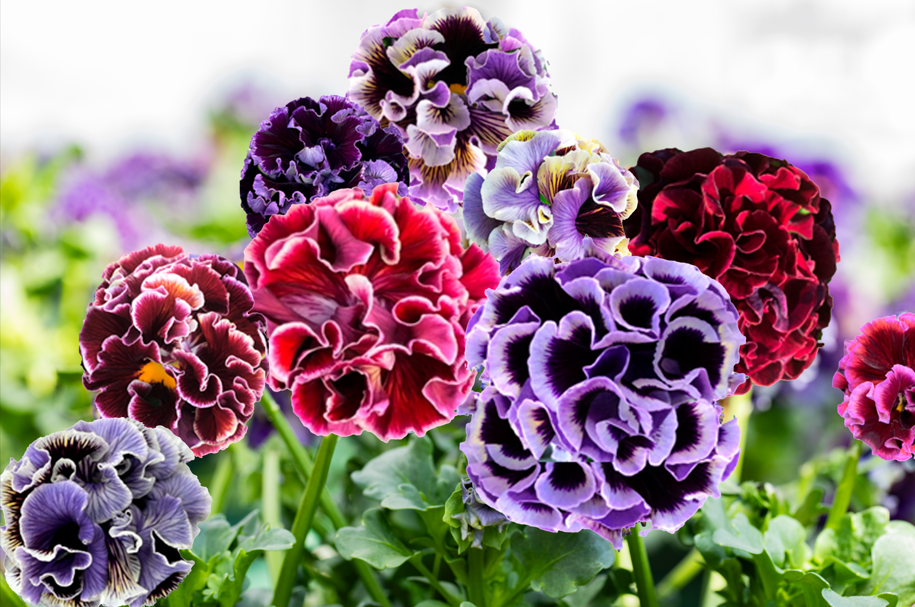 Elegance Pansy – Twilight Collection