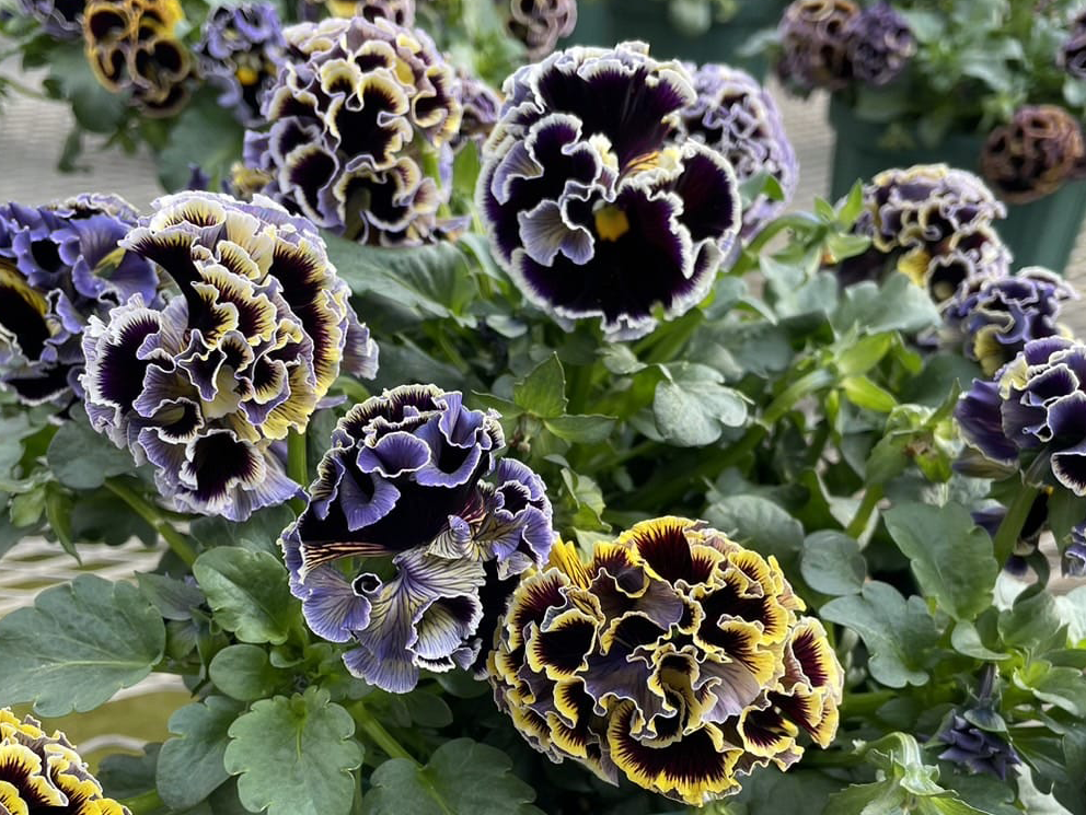 Elegance Pansy – Dawn to Dusk