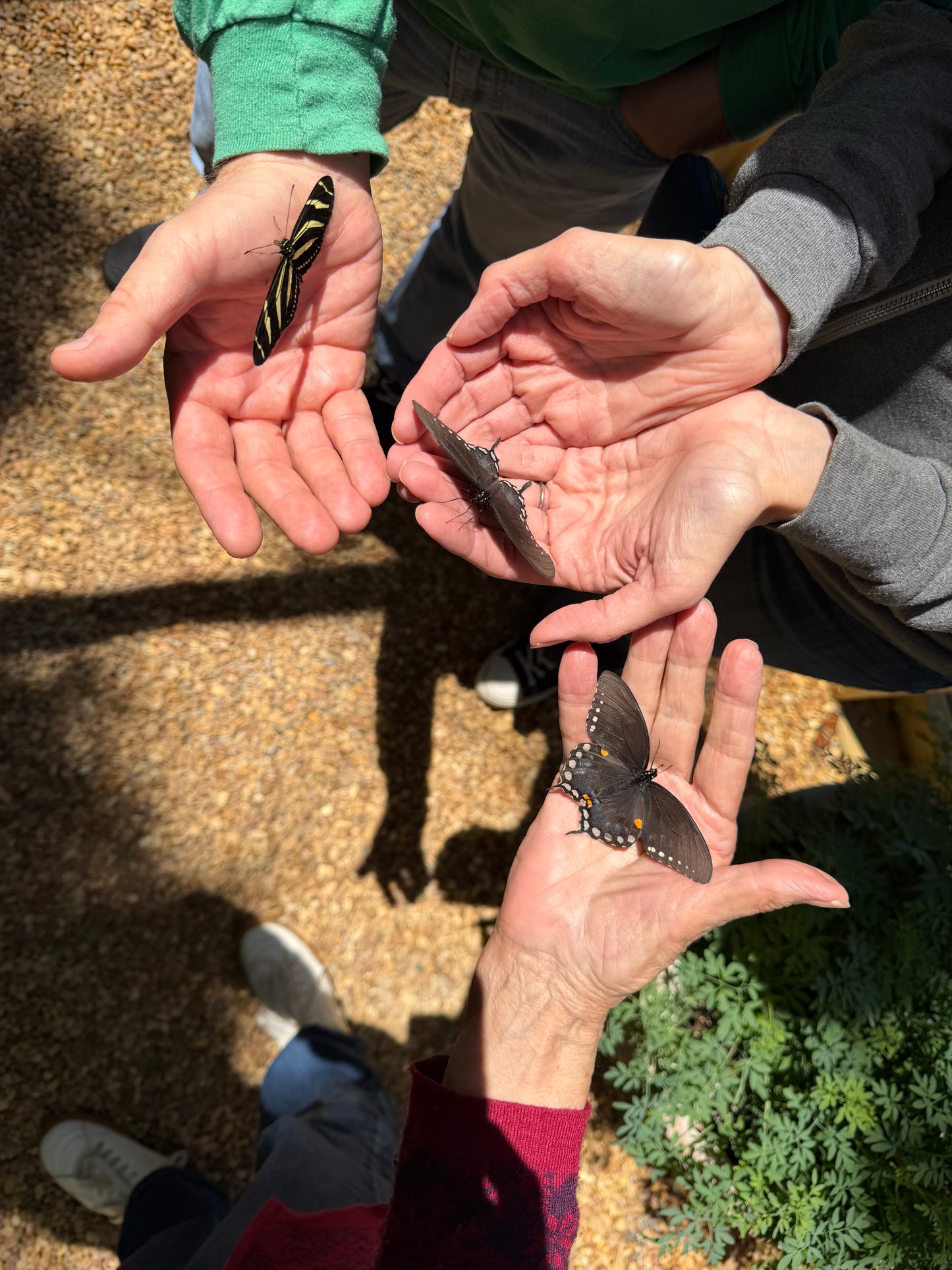 Butterfly Release Ticket 🦋🌸🎟️
