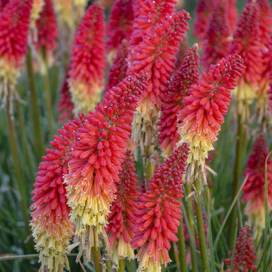 Kniphofia Pyromania® ‘Rocket’s Red Glare’ 🚀🔥✨