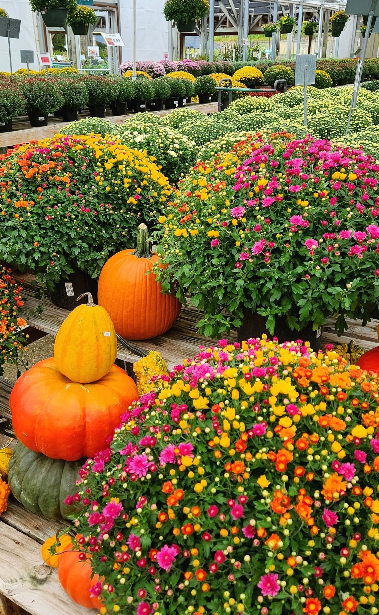 Pumpkin Kisses Tri-Color Mum – Sweet Meets Fall 🎃💗