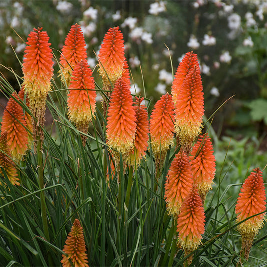 Kniphofia Pyromania® ‘Orange Blaze’ 🔥🧡✨