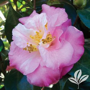 Junior Miss™ Camellia 🌸🌿✨