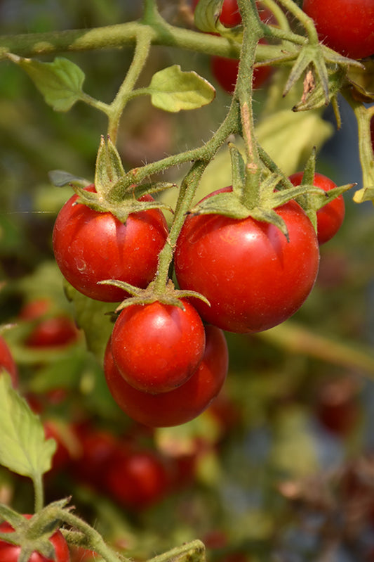 Tomato ‘Topsy Tom’ 🍅✨🌿