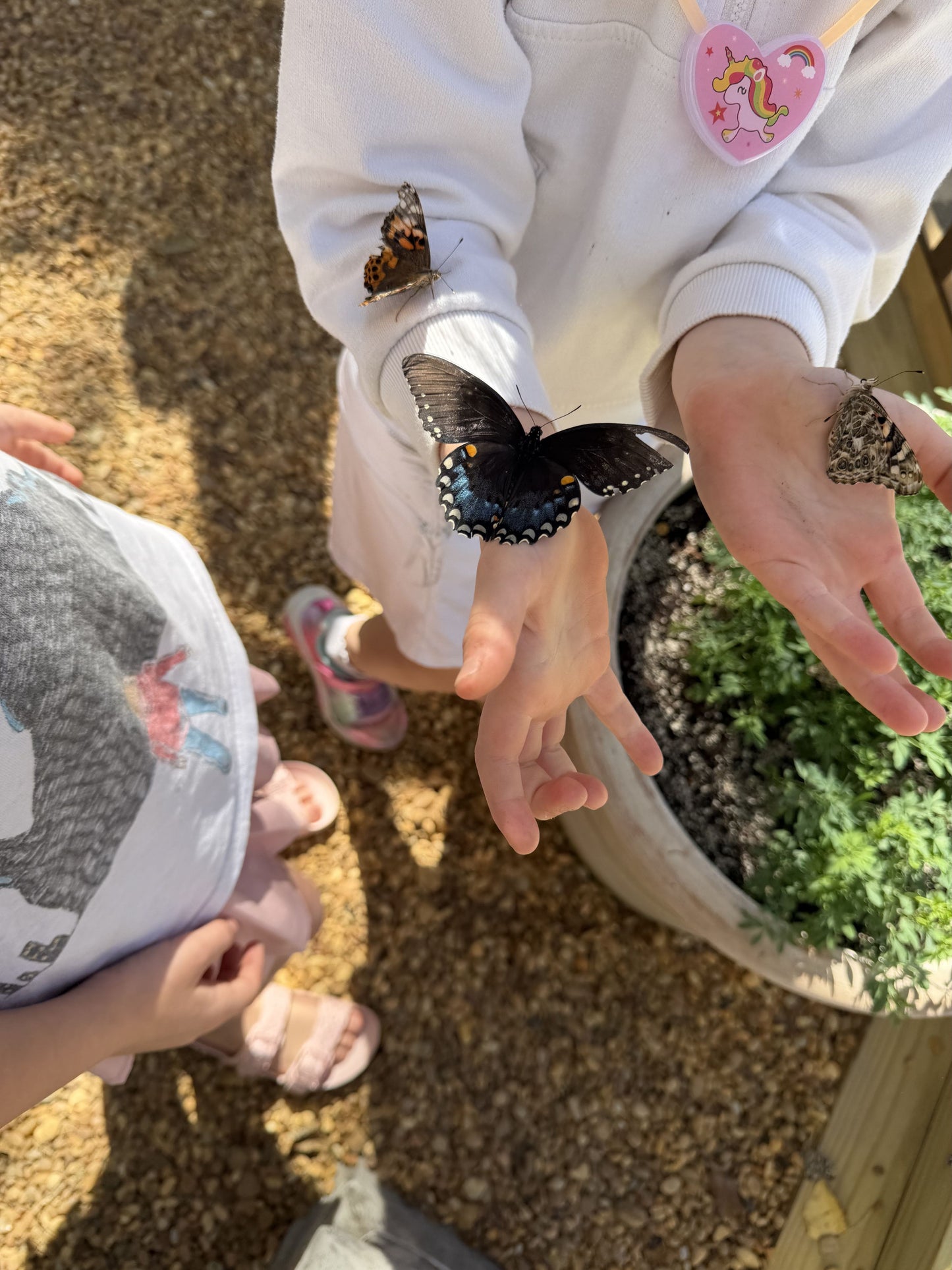 Butterfly Release Ticket 🦋🌸🎟️