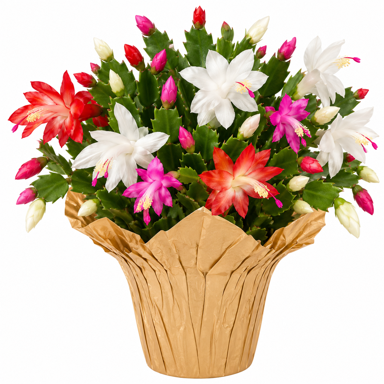 Sugar Plum Christmas Cactus