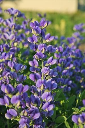 Baptisia ‘Blueberry Sundae’ 🫐💙🌿