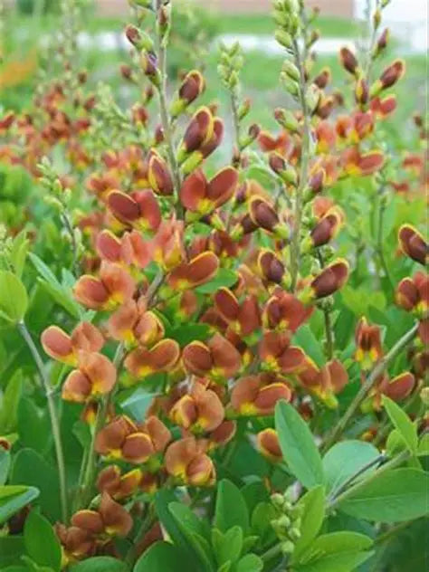 Baptisia ‘Cherries Jubilee’ 🍒❤️🌿