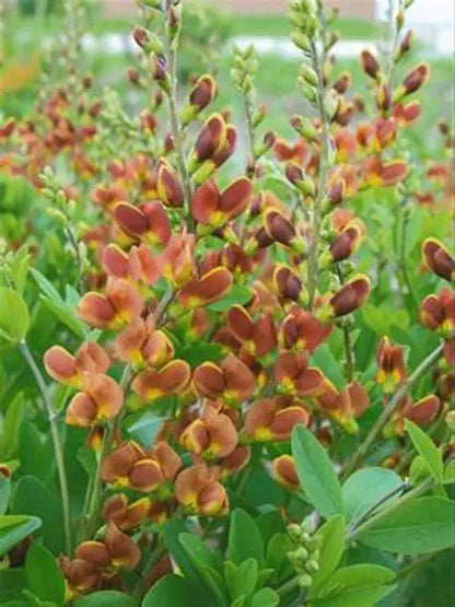 Baptisia ‘Cherries Jubilee’ 🍒❤️🌿
