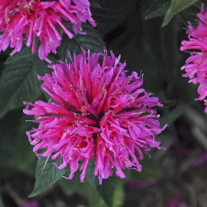 Monarda Sugar Buzz® ‘Bubblegum Blast’ 🍬🌸🐝