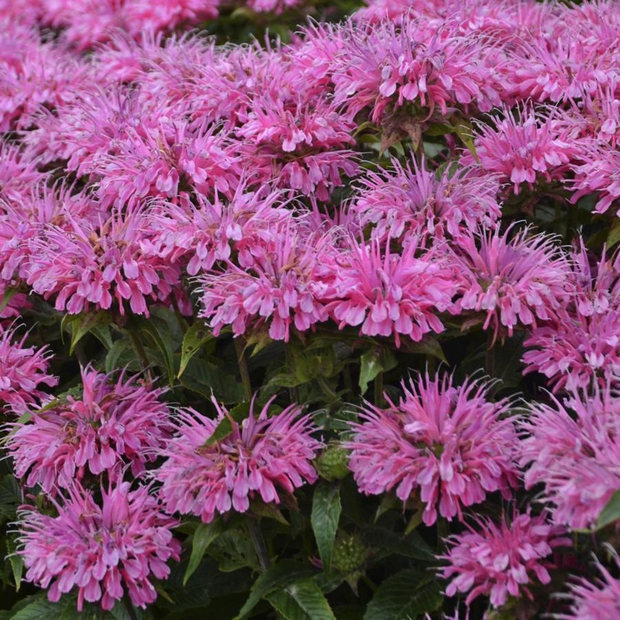 Monarda Sugar Buzz® ‘Bubblegum Blast’ 🍬🌸🐝