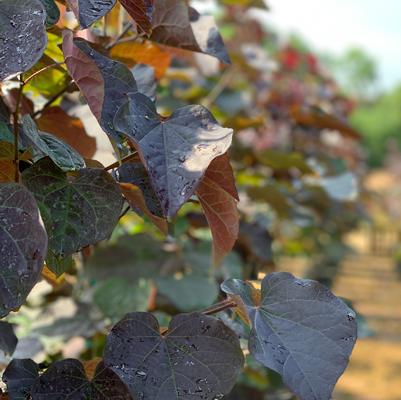 Black Pearl™ Redbud 🖤🌸🌳