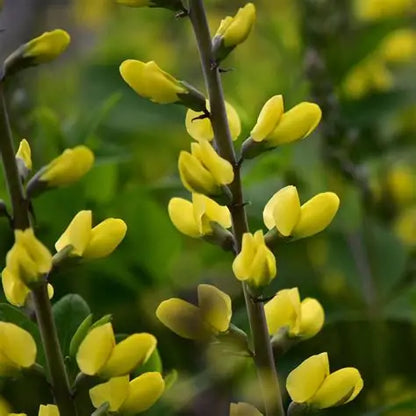 Baptisia ‘Lemon Meringue’ 🍋💛🌿