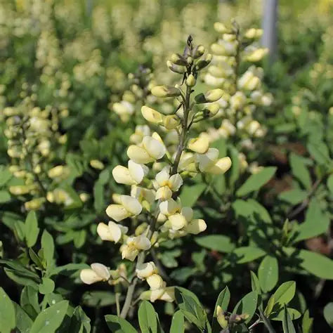 Baptisia ‘Vanilla Cream’ 🍦🤍🌿