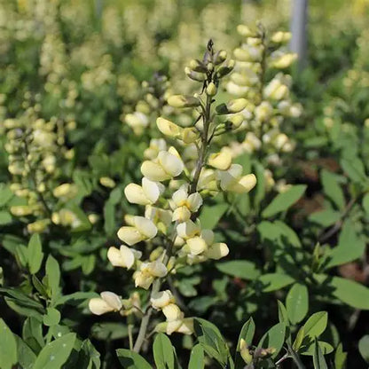Baptisia ‘Vanilla Cream’ 🍦🤍🌿