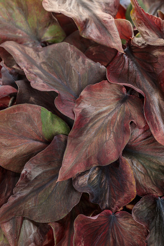 Caladium ‘Midnight Oil’ 🖤🌿✨