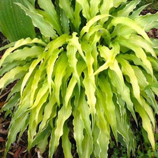 Hosta ‘Curly Fries’ 🍟💛🌿