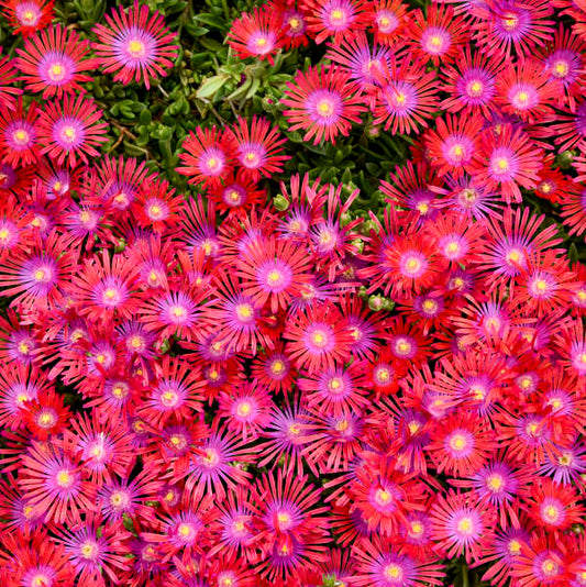 Ice Plant – Delosperma Flashmob® ‘Action Shot’ 💥🌸✨