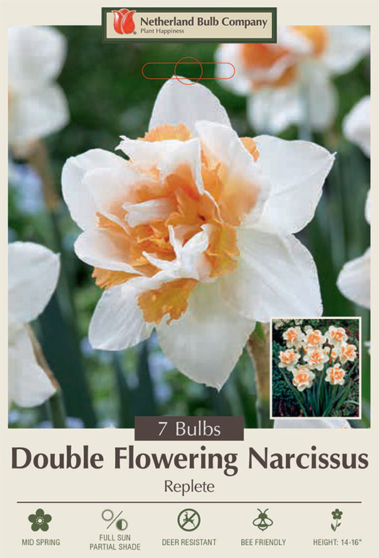 Replete Double Flowering Daffodil 💕🌼