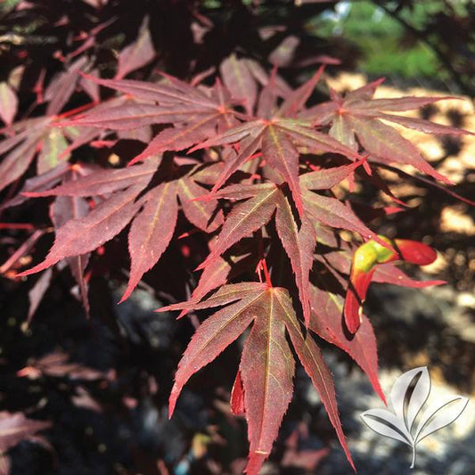 Dragon Tears® Japanese Maple 🍁🐉✨