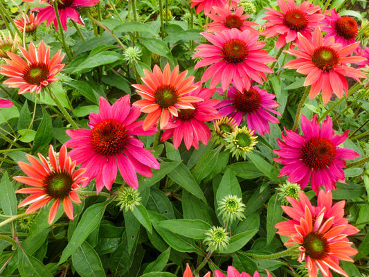 Echinacea Sombrero® ‘Tres Amigos’ 🌈🎉✨