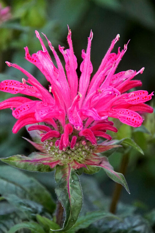 Monarda Sugar Buzz® ‘Electric Neon Pink’ ⚡🌸🐝